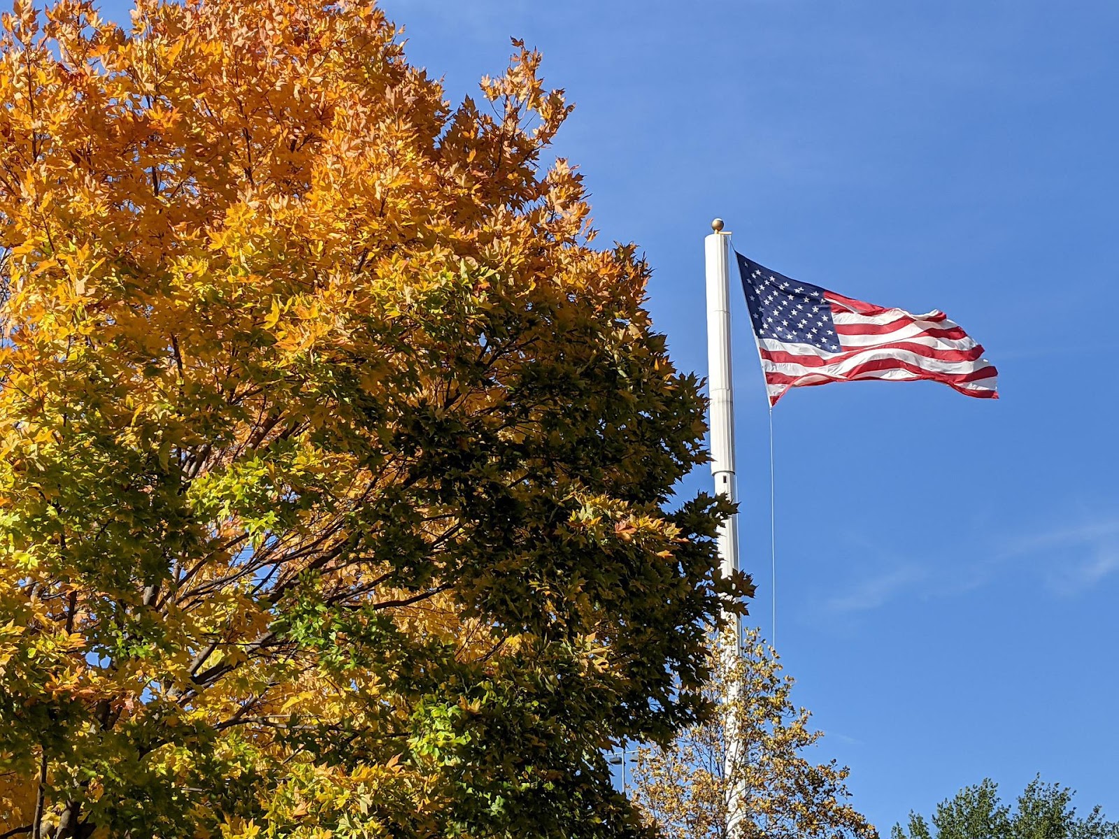 Happy Labor Day from Seibert Media - Flag of USA next to tree in autumn