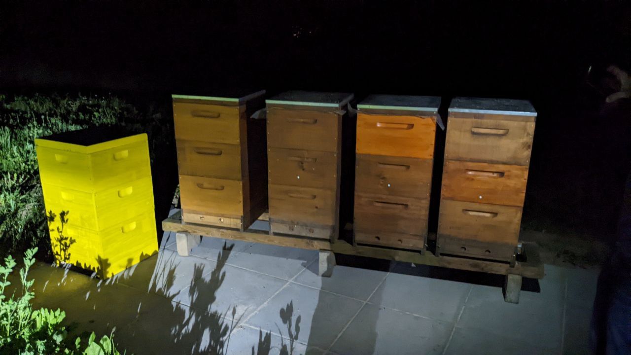 Go for the Gold: Extracting Honey for a Second time at Seibert Media - our beehives