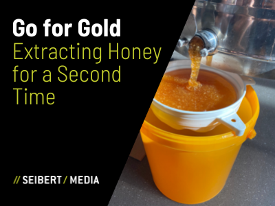 Go for the Gold: Extracting Honey for a Second time at Seibert Media - thumbnail