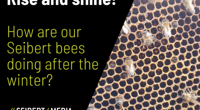 Rise and shine! How are our Seibert bees doing after the winter? - thumbnail