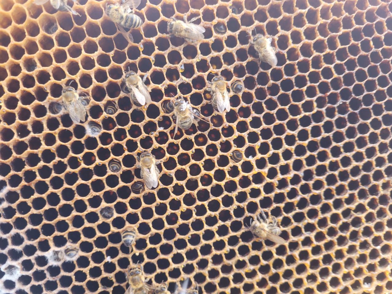 Rise and shine! How are our Seibert bees doing after the winter? - seibert bees
