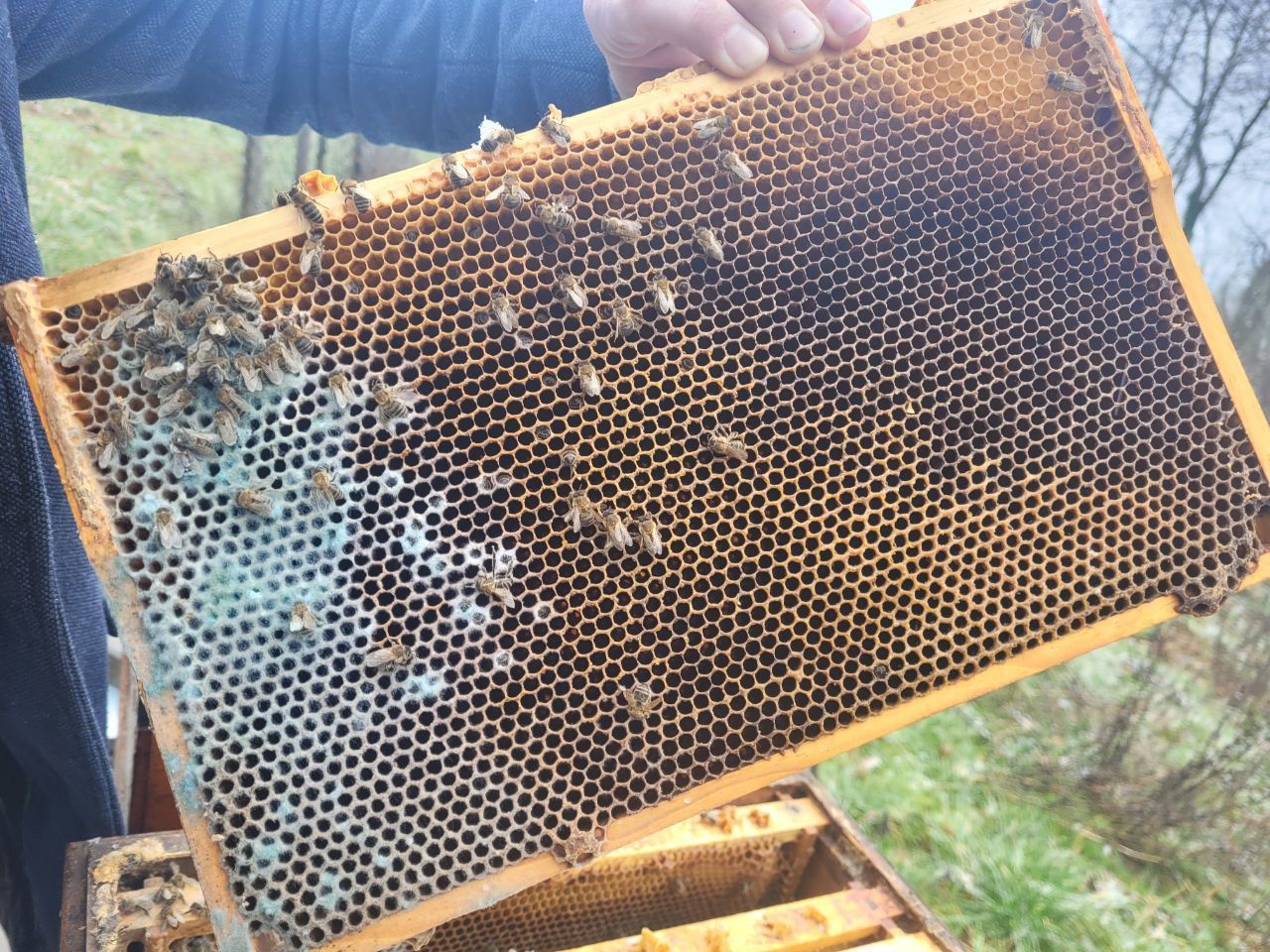 Rise and shine! How are our Seibert bees doing after the winter? - seibert bees on the comb