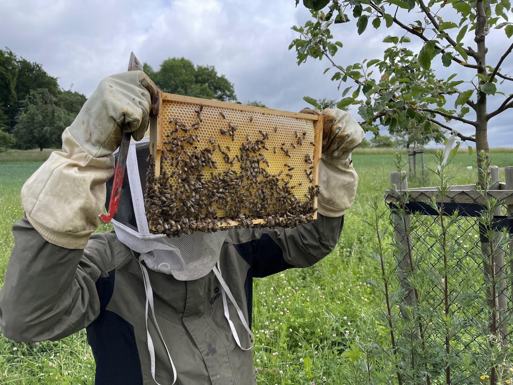 Ein Blick ins Innere: Waren die Bienen schon fleißig?