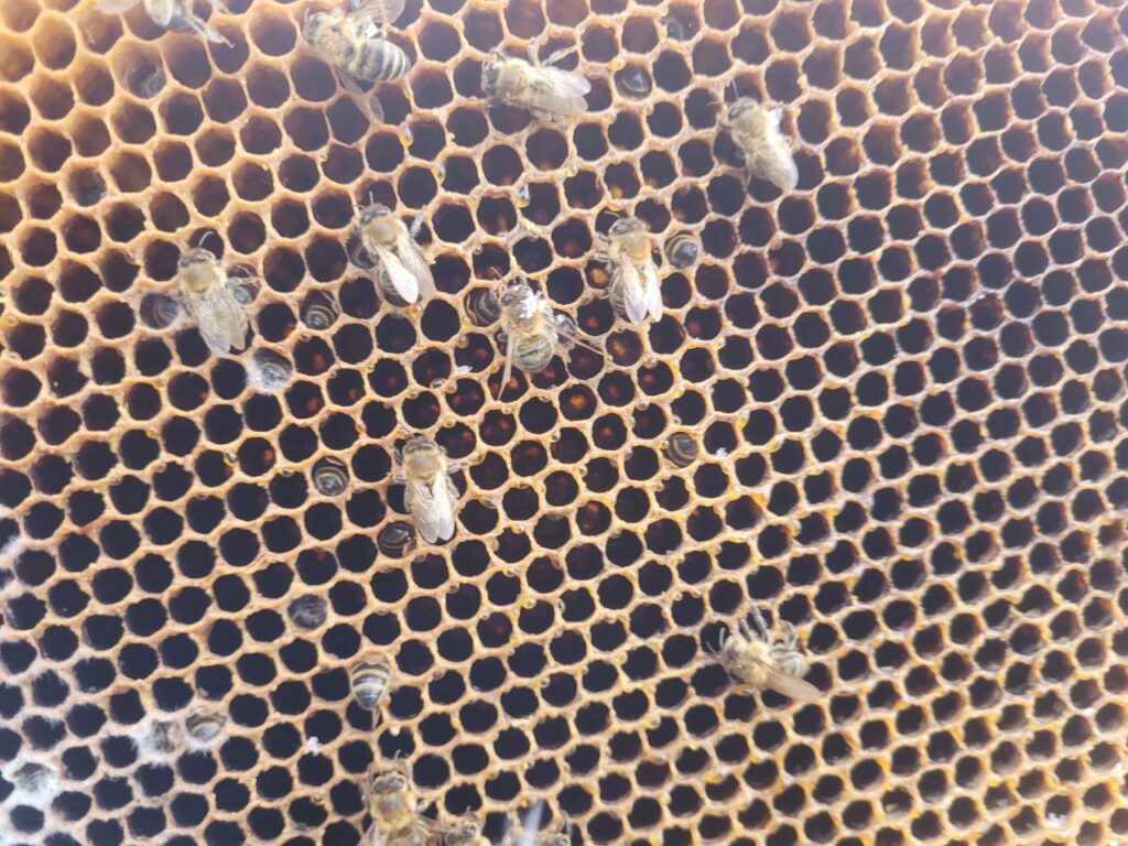 Unsere Winterbienen erwachen aus ihrem leichten Winterschlaf.